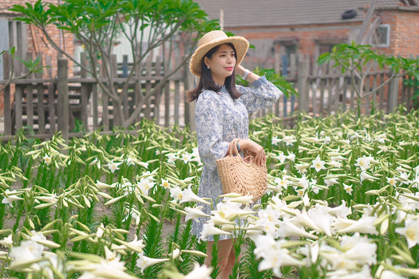 雲林四湖中湖百合花園鐵砲百合花海美不勝收，古厝百合花賞心悅目