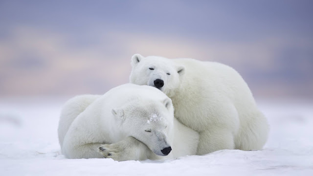 Polar Bears HD Wallpapers