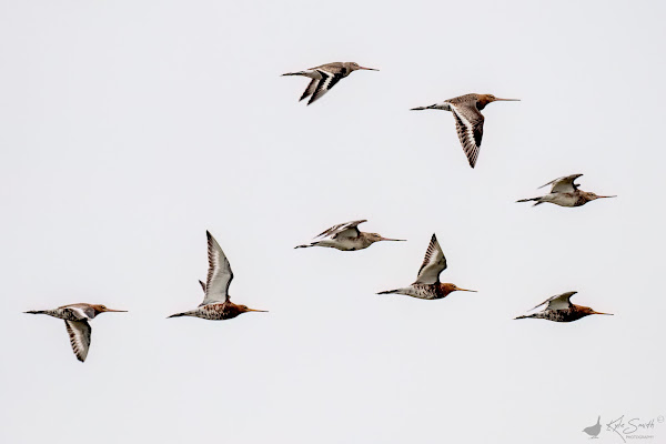 Black-tailed godwit