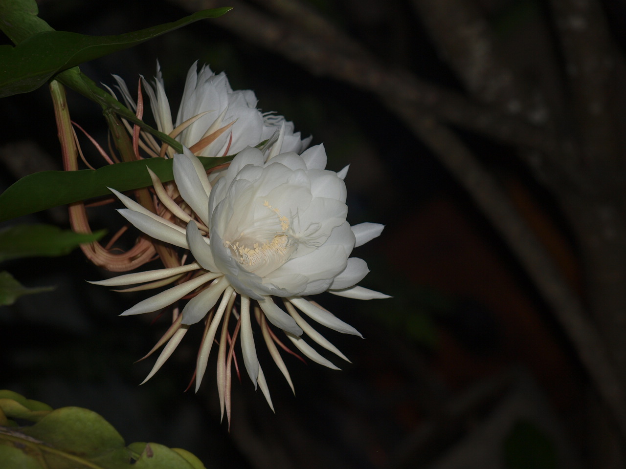  gambar  bunga  wijayakusuma Indonesiadalamtulisan 