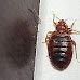 Exterminateur de nuisibles à Paris | IZI Nuisibles