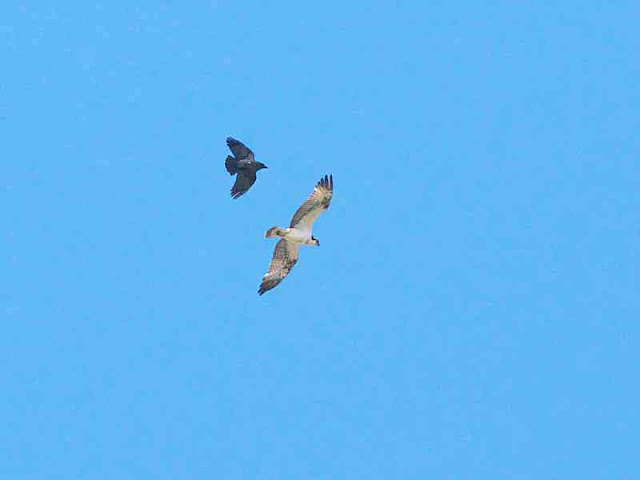 Crow chases Osprey