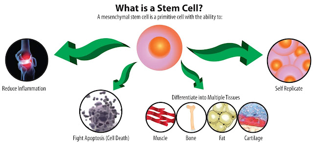 Stem Cell Therapy