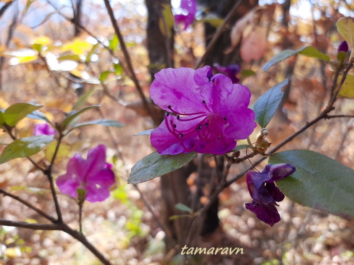 Рододендрон остроконечный (Rhododendron mucronulatum)