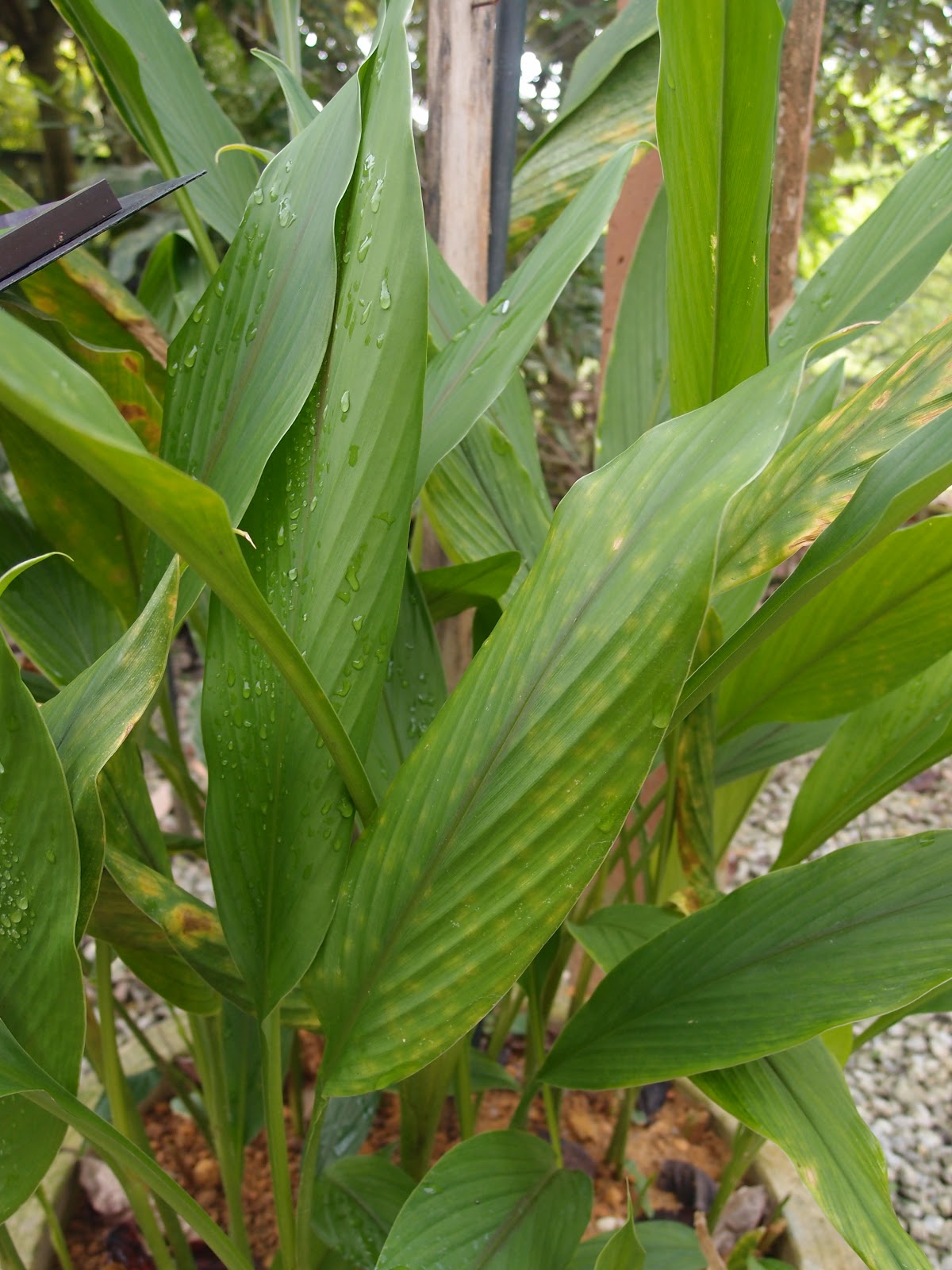 LI NA HERBS: TEMULAWAK (Curcuma zanthorrhiza)