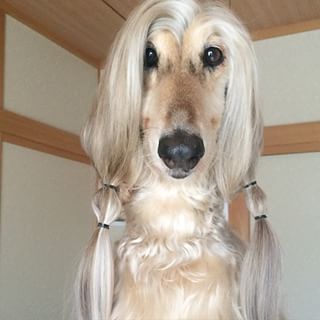 Double Ponytail Dog Hairstyle