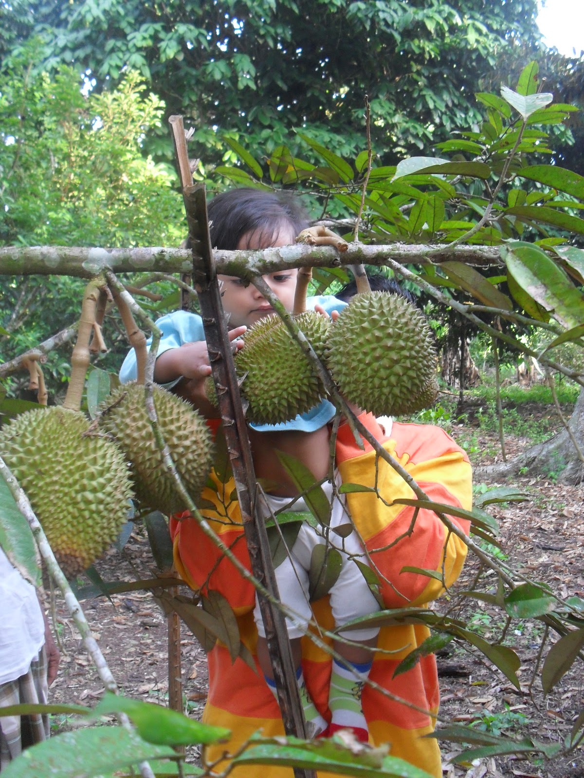 aisyahalya al rashid: Dusun Durian Abah Mertuaku