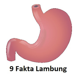 9 Fakta Lambung