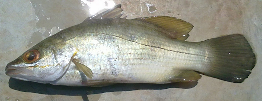 Ikan Gelam