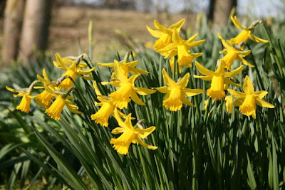 daffodils