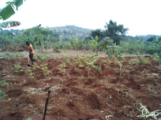 Maize Planting