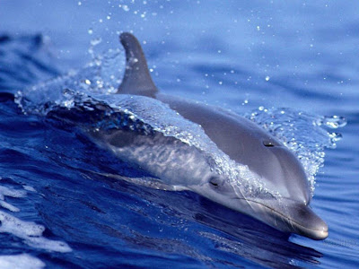 Beautiful Dolphin Normal Resolution HD Wallpaper 6