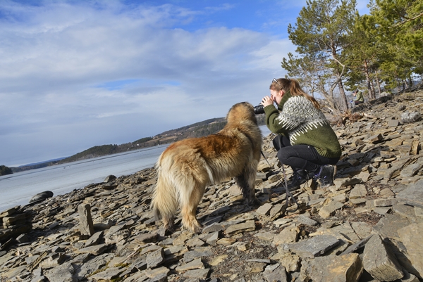 leonberger