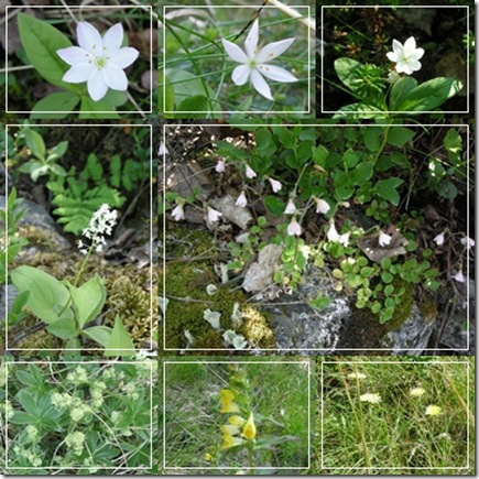 fjellblomster juli