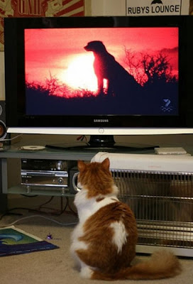 Pets watching TV Seen On www.coolpicturegallery.us