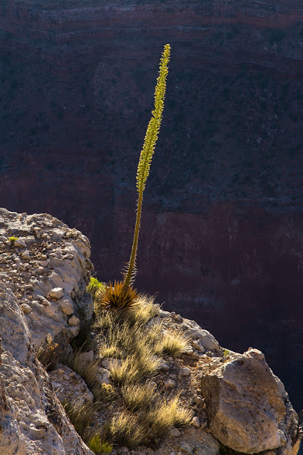 Sunrise, Grand Canyon South Rim