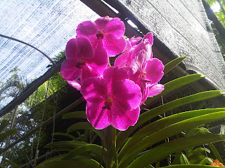 orchids pictures