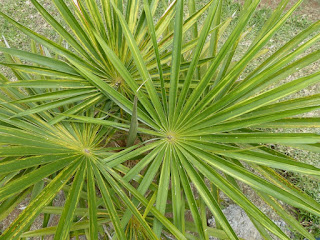 Coccothrinax crinita - Palmier à crinière