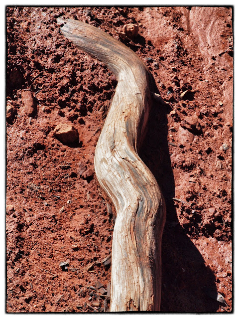 Photo of driftwood against the red earth of Sedona, AZ