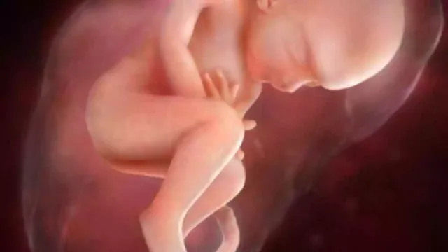 The stages of fetal development from the first month to birth