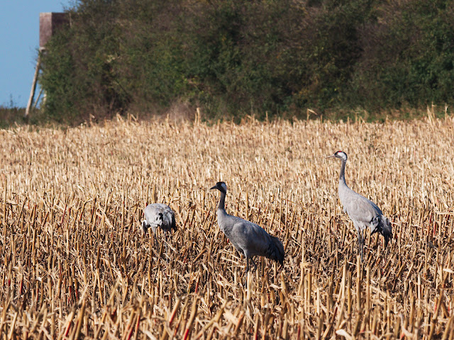 Kraniche grus grus