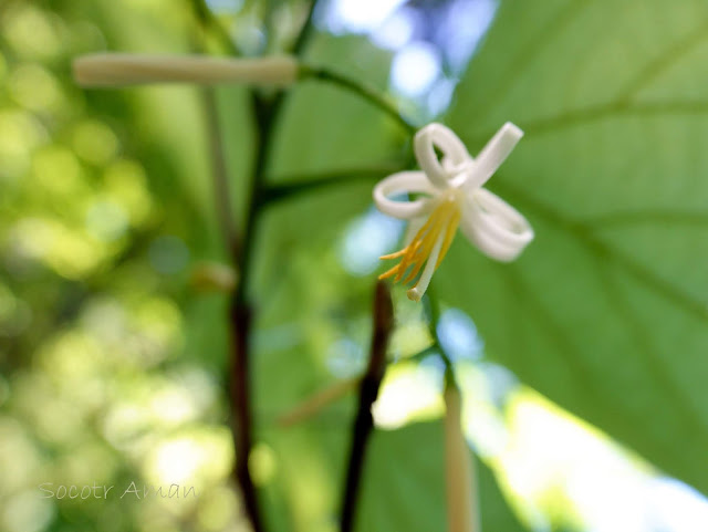 Alangium platanifolium