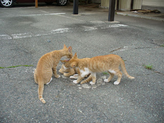 3匹の茶トラ子猫 会議中