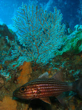 Cardinal Fish