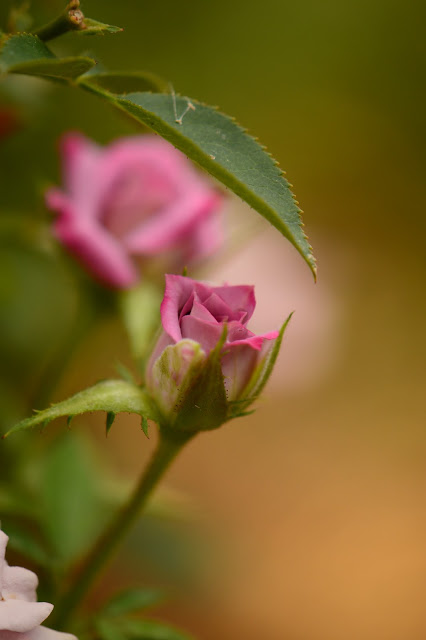 tuesday view, small sunny garden, desert garden, amy myers, photography