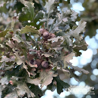 Acorns and leaves every where makes for lots of squirrels | Nature's INKspirations by Angie McKenzie