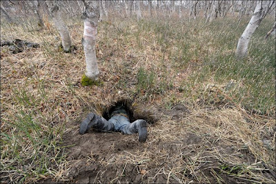 A Look Inside a Bear's Den Seen On www.coolpicturegallery.us