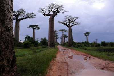 Baobab Tree Seen On lolpicturegallery.blogspot.com