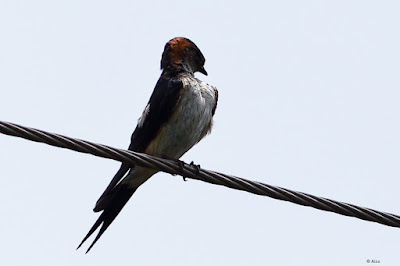 "Red-rumped Swallow - Cecropis daurica  perched on a cable."