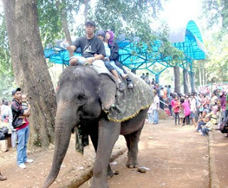 ragunan gajah