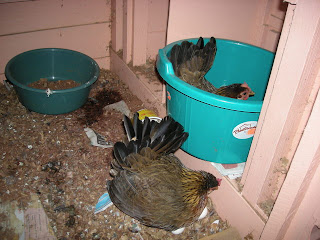 broody bantam hens, La Ceiba, Honduras