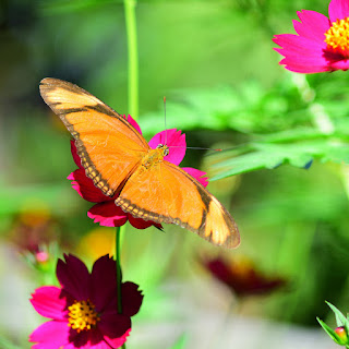 Butterflies of Costa Rica