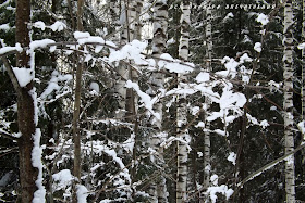 Зимний лес.  Зимнее очарование. Окрестности Ижевска. Блог Вся палитра впечатлений