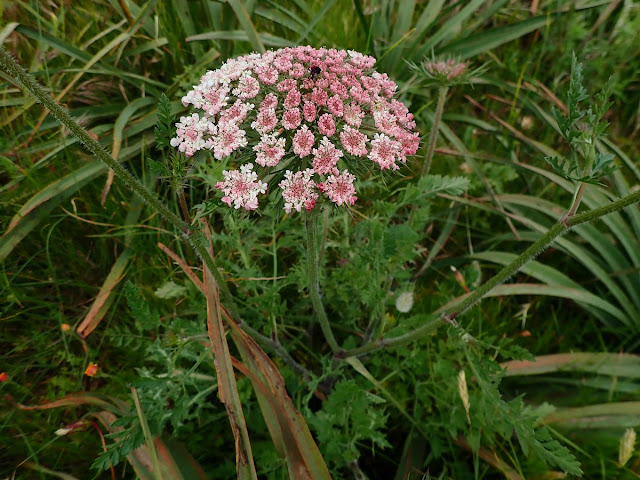 Daucus carota