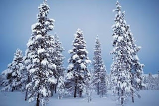 Christmas Snowfall on Tree Wallpaper For Desktop
