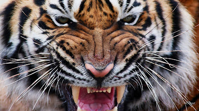 Tiger HD wallpaper Download 