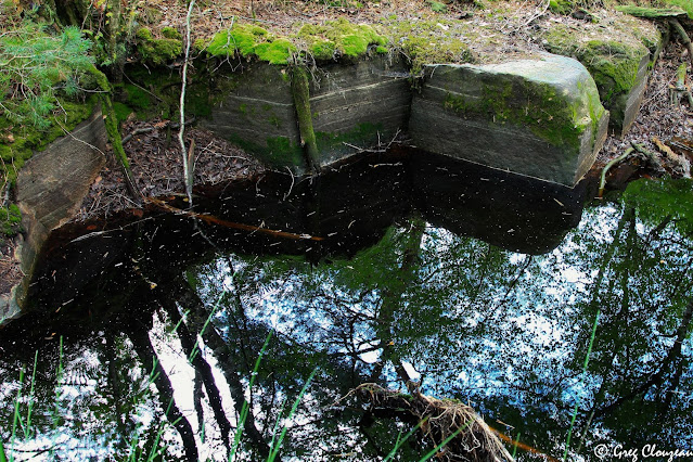 Mare Collinet, Forêt de Fontainebleau