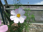 Cosmos white