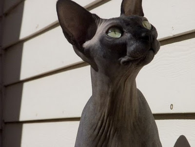 Cats Without Hairs