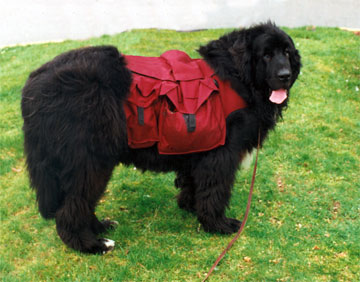 Newfoundland Dog Rescue