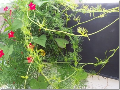 Hummingbird Vine