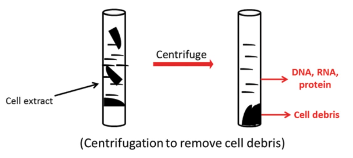 centrifugation to remove cell debris