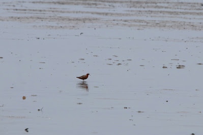 Bûnte Wettergril - Rosse Franjepoot - Phalaropus fulicarius