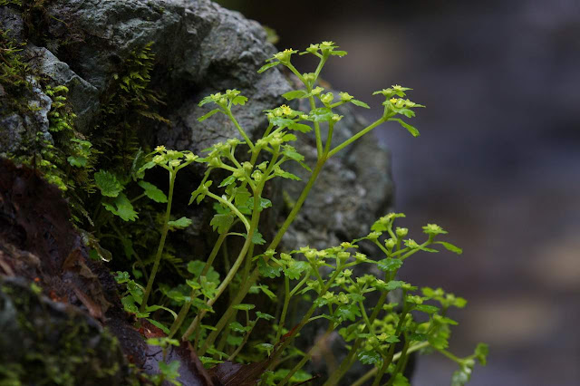 Селезёночник плетеносный (Chrysosplenium flagelliferum)