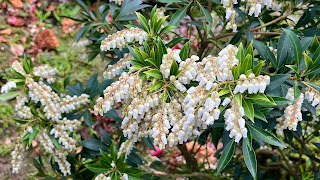 淡水楓樹湖「巨石花園」賞木蓮花 (辛夷花、木蘭花 ) II 桃花源 百年古厝「石頭屋」秘境賞櫻  馬醉木盛開