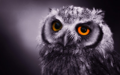 Owl Face Wallpaper